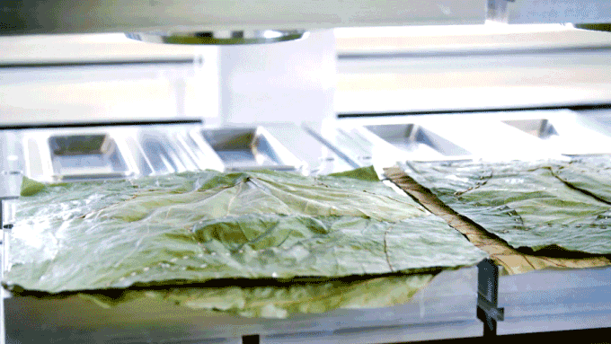 leaf plates 4