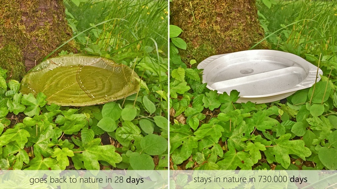leaf plates 3