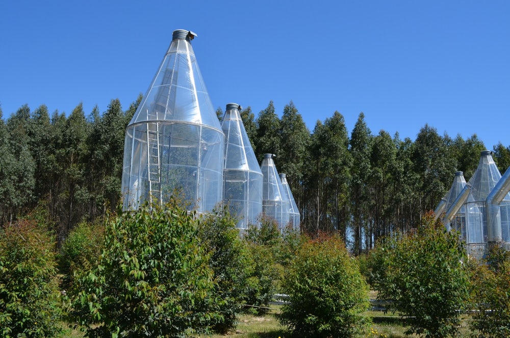 trees extreme temperature3