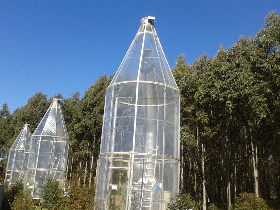 trees extreme temperature4