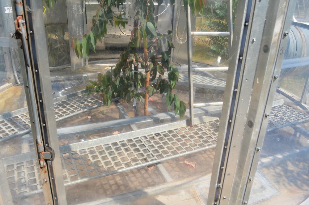 trees extreme temperature5