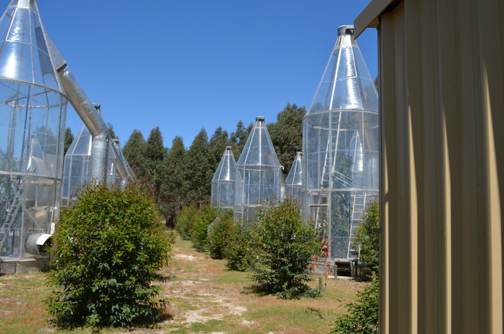 trees extreme temperature6