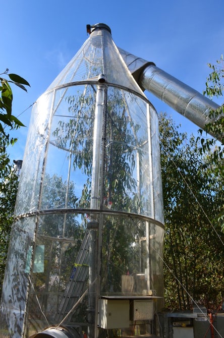 trees extreme temperature7