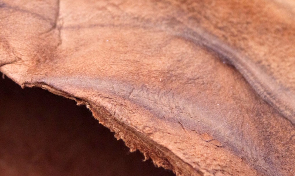 leather from mushrooms 1