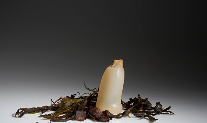 algae bottle4