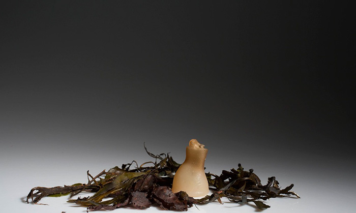 algae bottle7
